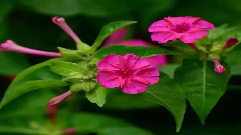 紫茉莉花