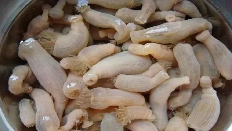 沙蒜