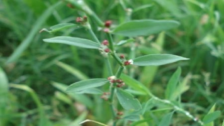 珠子草