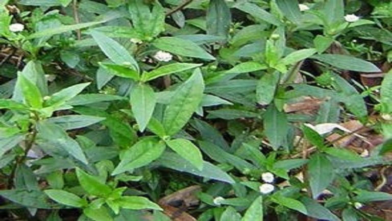 墨菜