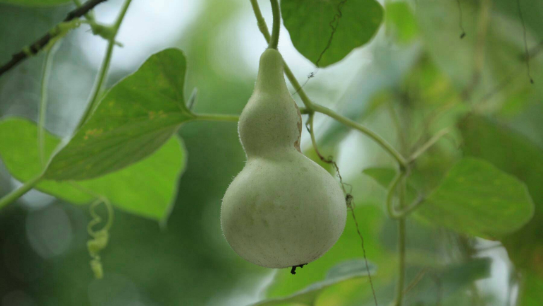 葫芦