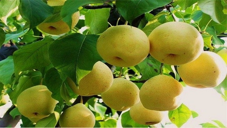 丁香梨