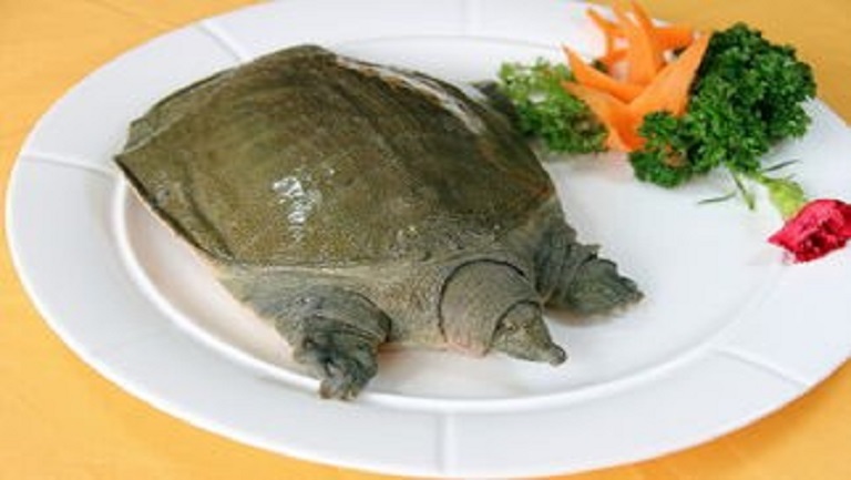 甲鱼血