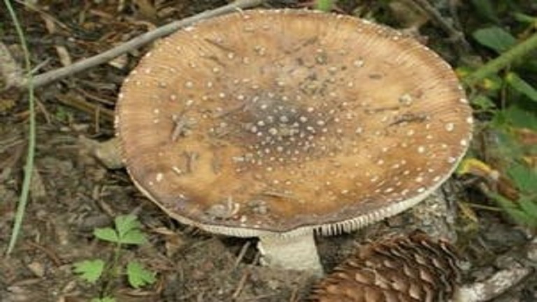 牛肚菌