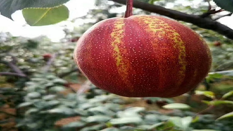 彩虹梨