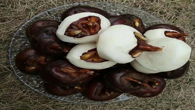 马蹄果