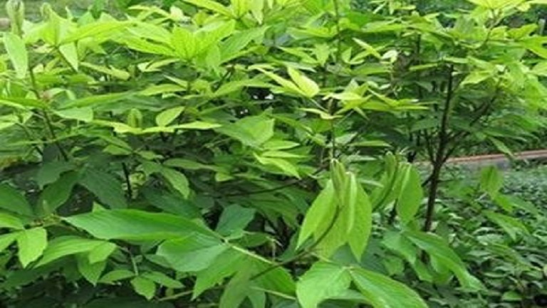 蛇莲