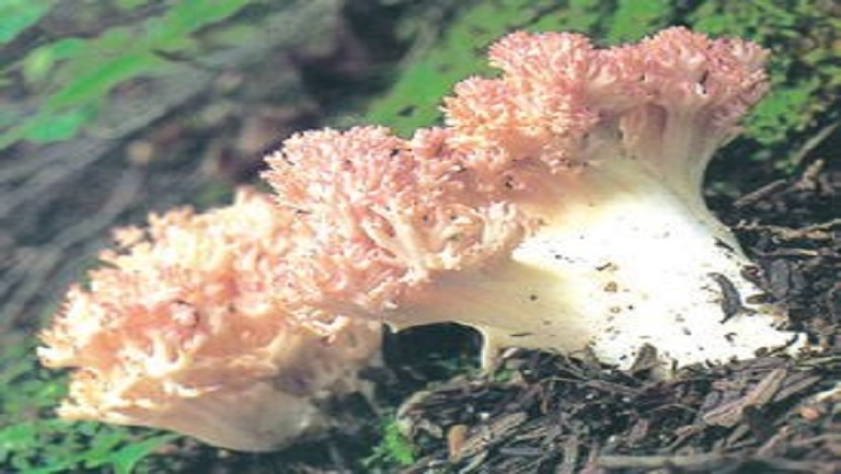 珊瑚菌