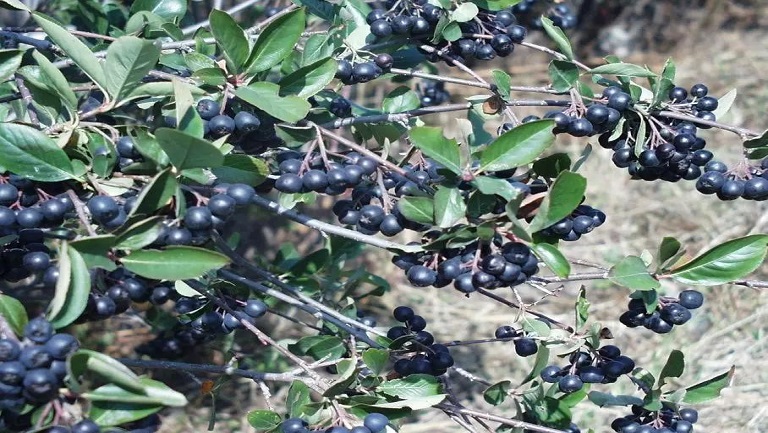 黑果花楸泡水喝