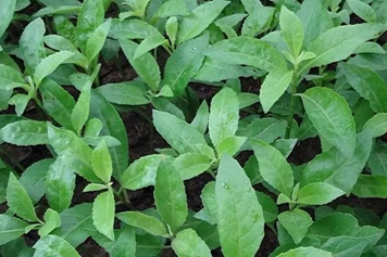 白背菜