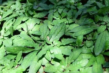 白背草