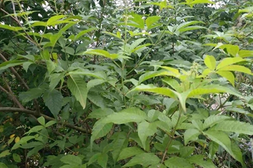 布惊树
