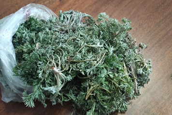 白米蒿泡水喝
