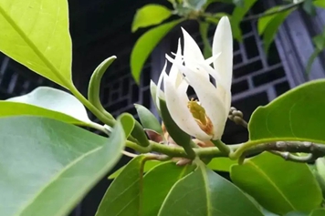 白木兰
