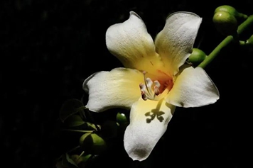 白木棉花
