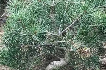 白皮松