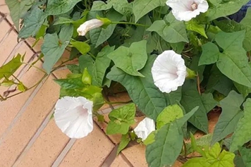 白牵牛