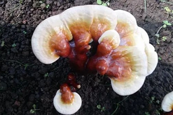 白肉灵芝
