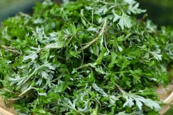白头艾草