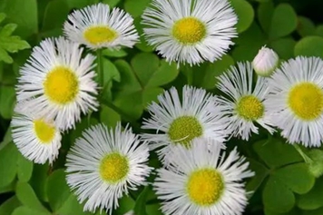 山白芷