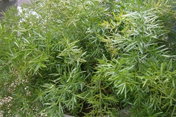 大通根