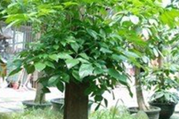 大蛇药