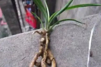 草龙根草药