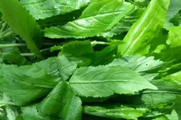 半边菜