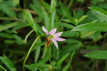 半边莲草药