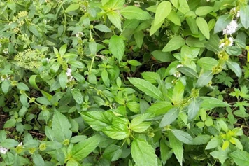 山薄荷