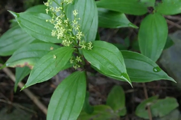 大叶茜草