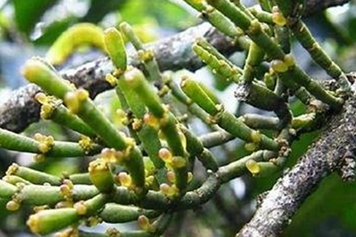 枫香寄生
