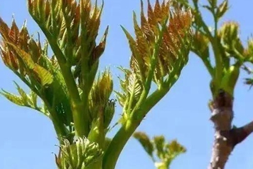 刺老芽树根