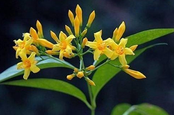 大茶根