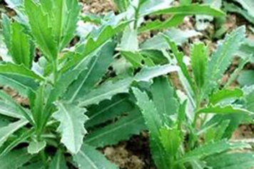大刺儿菜