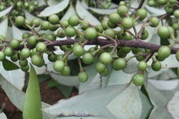 澄茄子
