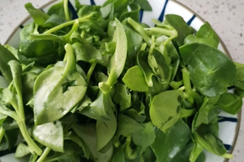 穿心莲叶子