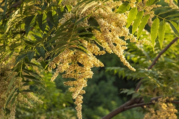 椿树花