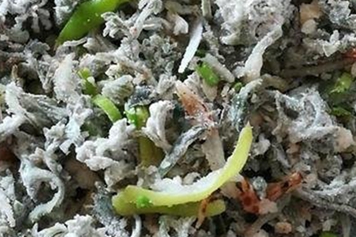 炒茵陈