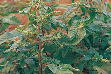 带刺野苋菜根
