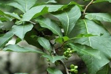 臭山羊