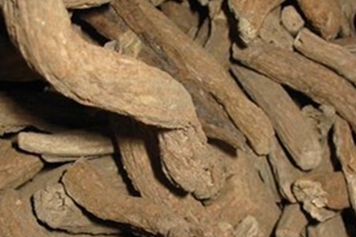 臭梧桐根