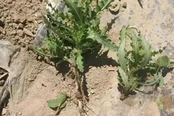 刺萝卜根