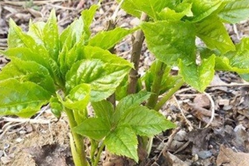 刺五加嫩芽