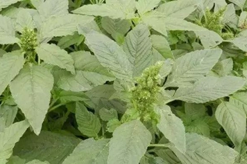 刺苋菜头