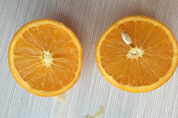 橙子籽