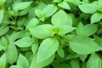大叶荆芥