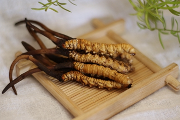 虫草根