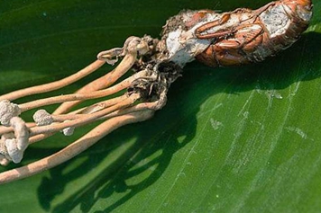 蝉虫草