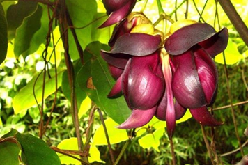 常春油麻藤花